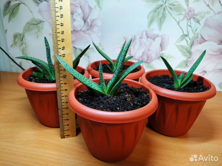 Гастерия Carinata