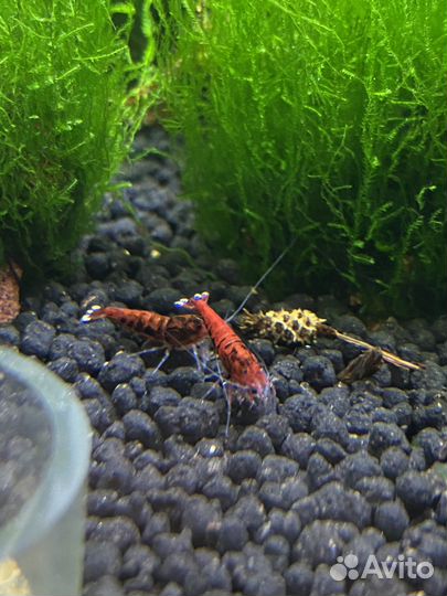 Аквариумные креветки ред руби экстрим