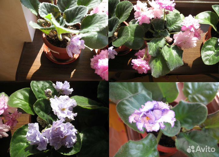 Сортовые фиалки