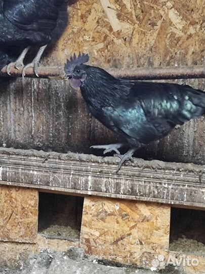 Петух ухейилюй