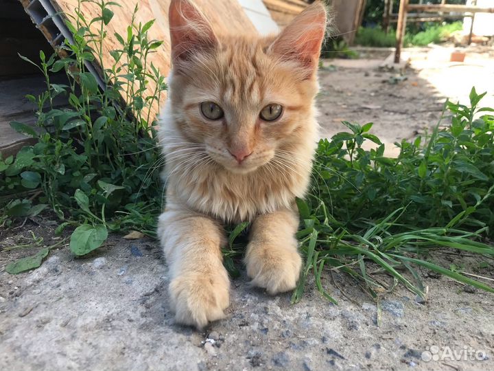 Котенок, мальчик, 4-5 мес