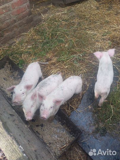 Продаются поросята. Стефанидар