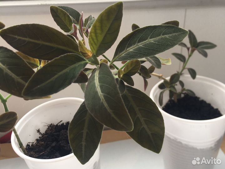 Руэллия макоя