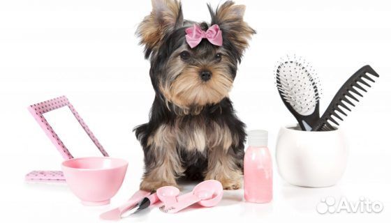 Стрижка животных на Макаренко