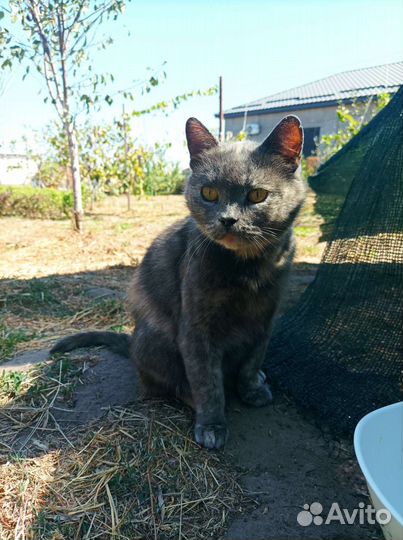 Кошка мышеловка