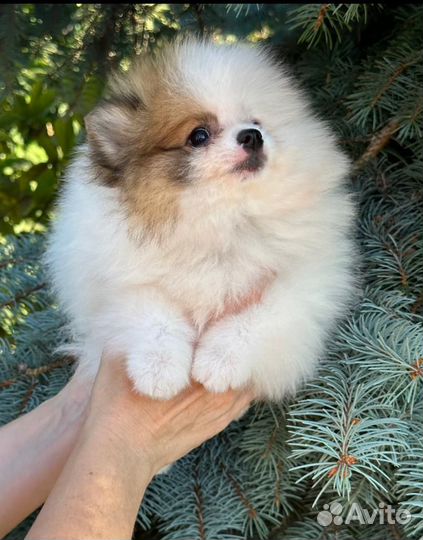 Померанский шпиц