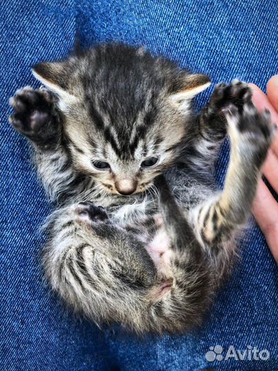 Котята- тигрята в дар