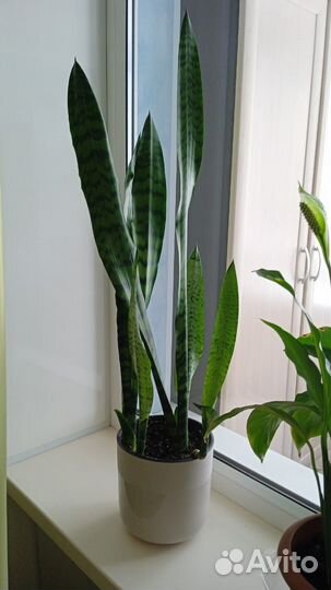 Цветы домашние