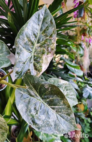 Алоказия Венти Вариегатная/ Макрориза