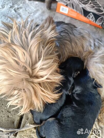 Щенки иорка