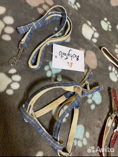Новые шлейки и ошейники для мелких собак