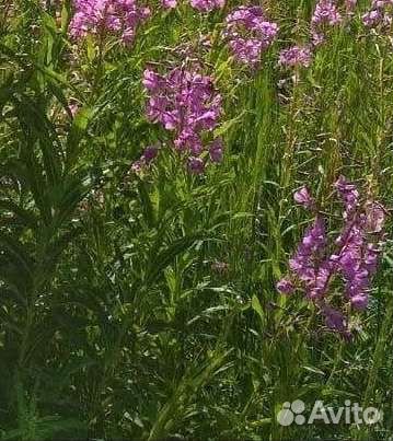 Лечебные травы (чабрец, Иван чай,клевер)