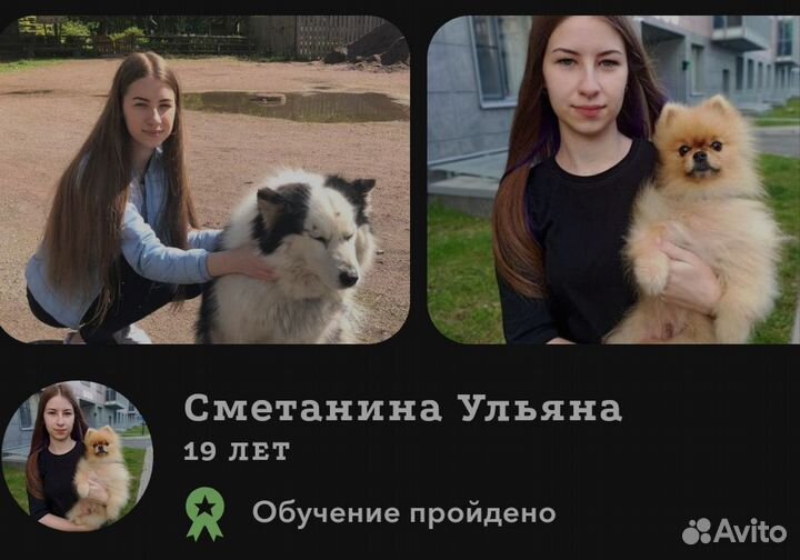 Выгул собак