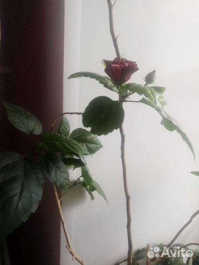 Китайская роза