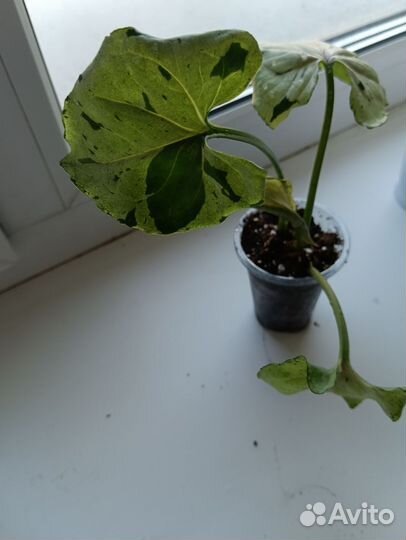 Сингониум неон, серый призрак, манго алюжн