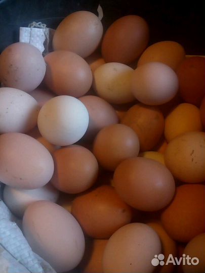 Молоко козье, сыр, куриное яйцо,броллер