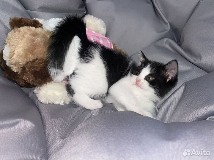 Котенок девочка бесплатно