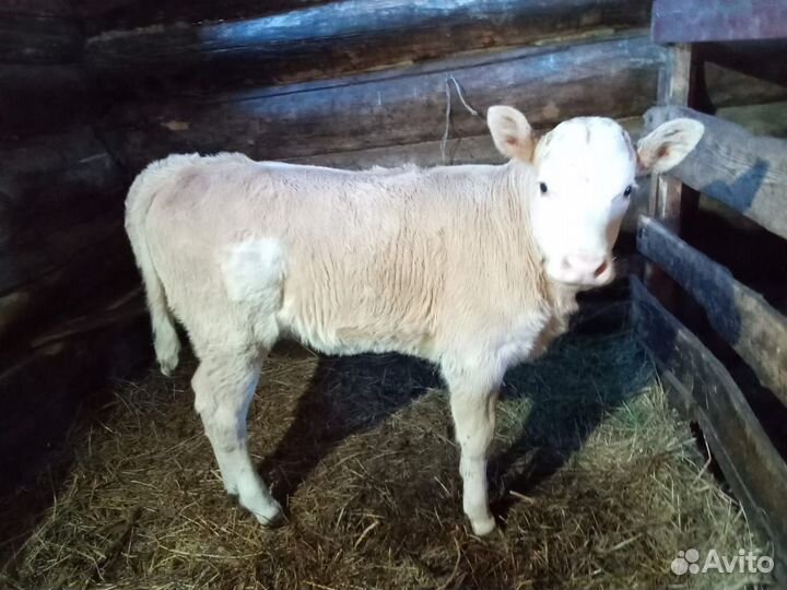 Продажа крс