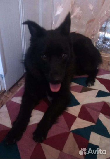 Собака молоденькая