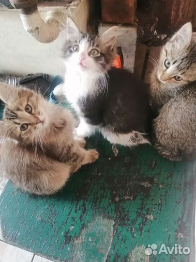 Котята в добрые руки