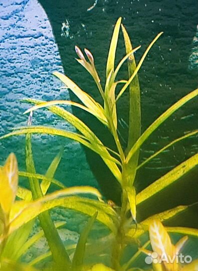 Аквариумные растения обмен на креветок