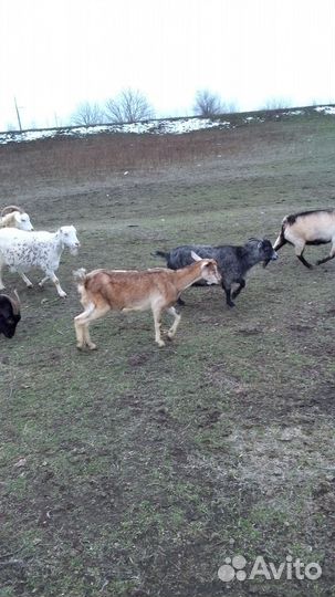 Козы с козлятами, первородки, козы5000 т, р