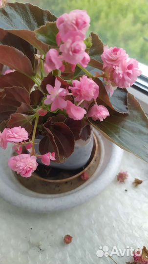 Бегония вечноцветущая махровая