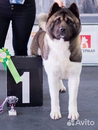 Американская акита вязка