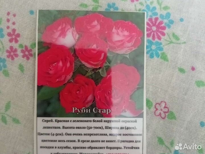 Розы неукрывные 2 летние