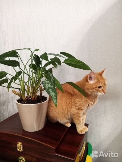 Аглаонема Мария