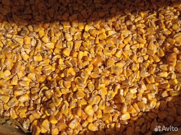 Кукуруза
