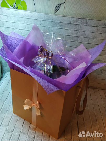 Флорариум суккуленты