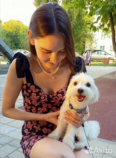 Позабочусь о вашем питомце, выгул собак