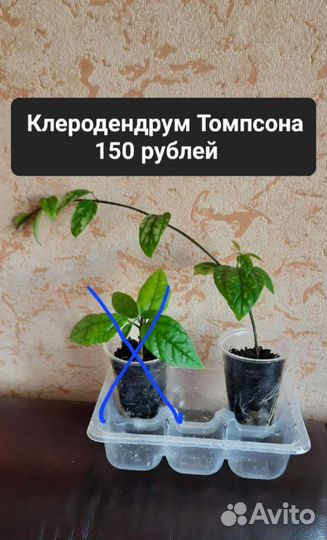 3 вида Клеродендрумы Томпсон, Инерме, Угандийский