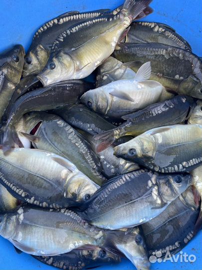 Рыбопосадочный материал