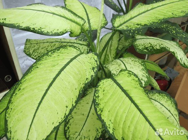Диффенбахия рудольф роерс