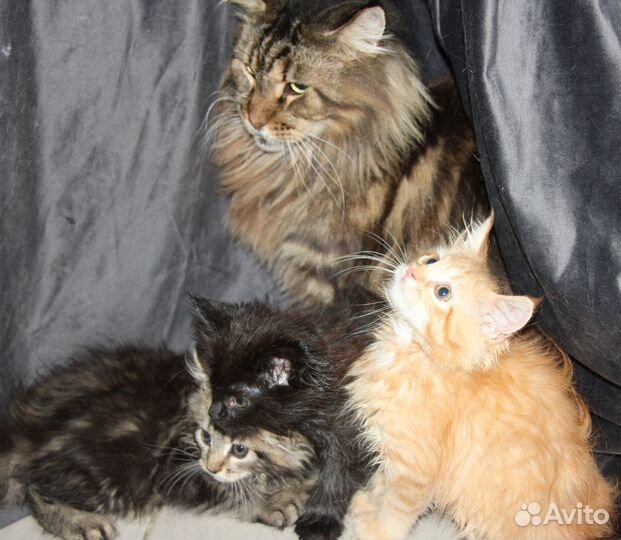 Котята пушистые