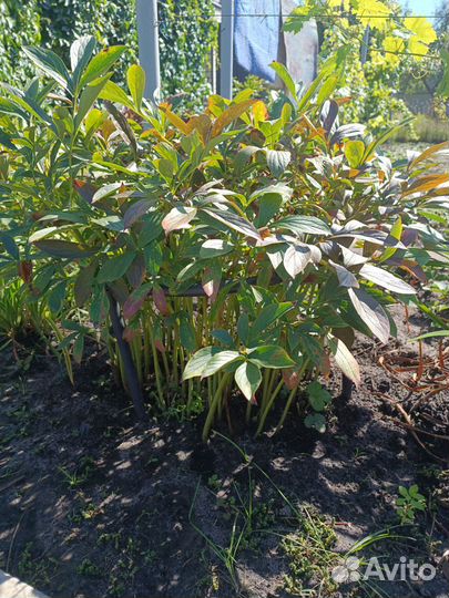 Пион розовый клубни