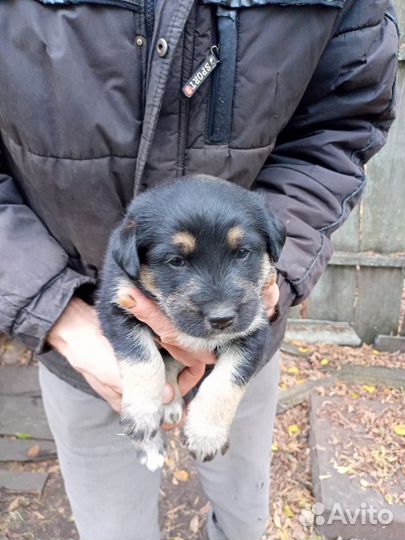 Отдам щенка