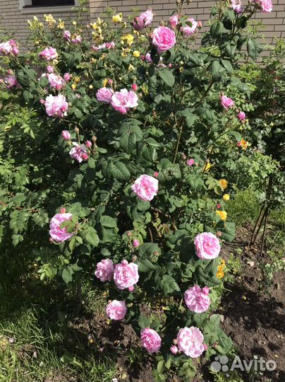 Шиповник махровый декоративный саженцы