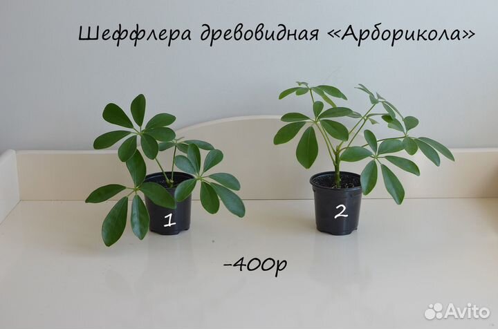 Комнатные цветы Шеффлера Арборикола