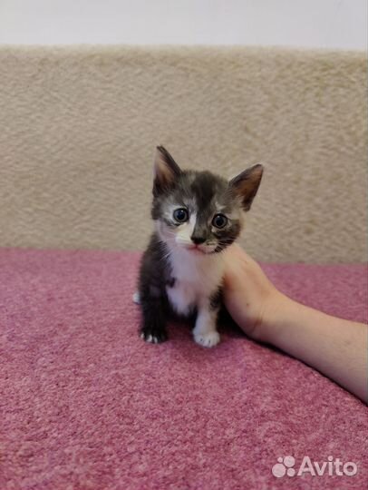 Кошки в добрые руки бесплатно