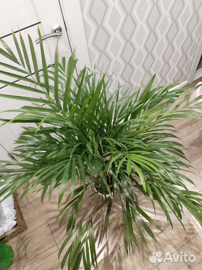 Пальма арека дипсис комнатные растения цветы