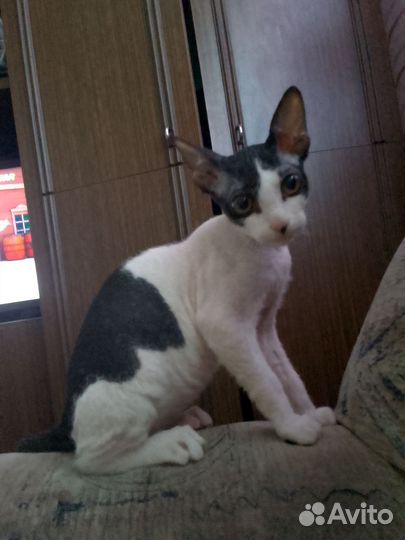 Донской сфинкс велюровый