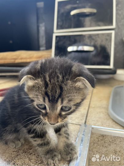 Котята в добрые руки приучены к лотку