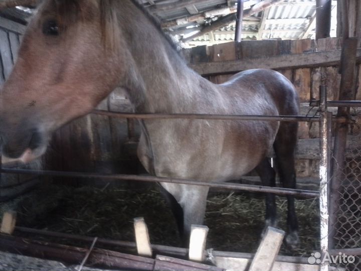 Лошадь жеребчик