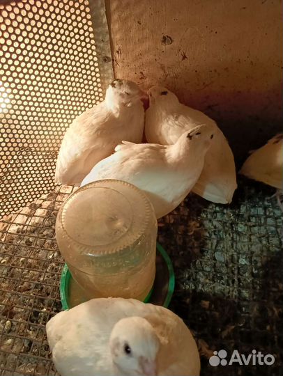 Петухи перепелов молодняк