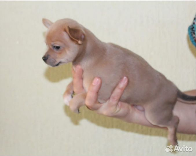 Чихуахуа