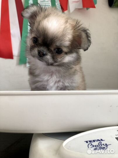 Чихуахуа мини девочка