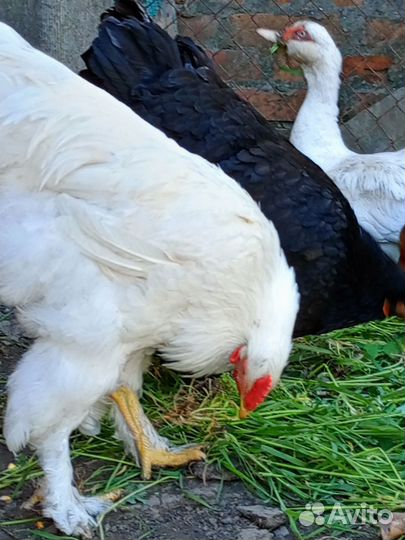 Петух брама